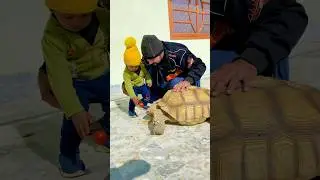 Cute Sherry Giving Tamato To His Pet #shorts #ytshorts #trending #pets #petcare #petlovers #cute