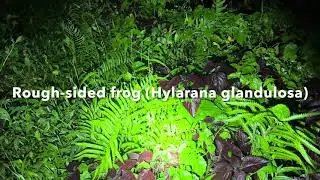 Sumatra jungle sounds