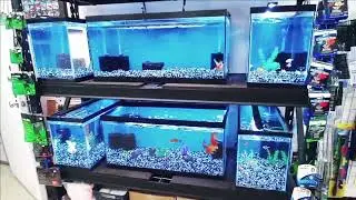 Sunken Ship Aquatics store review in Nampa Idaho