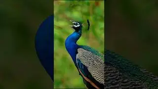 True colours of nature. Remix the audio and show me what you can create #peacock #shorts #remix 5.6K