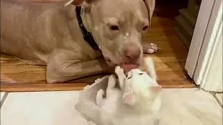 Pitties helping kitties 2021