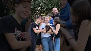 Chocolate Lab Puppy Delivery from Marble Mountain Kennels! #puppy #labpuppies #labpuppies