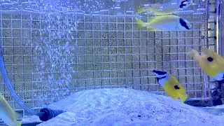 One spot Foxface