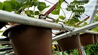 Growing Strawberry In Tropical Climates