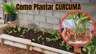 Dia de Plantar CÚRCUMA, PASSO A PASSO