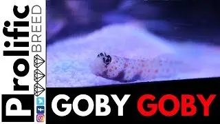 WHEELER'S SHRIMP GOBY & ORANGE SPOTTED GOBY NANO REEF