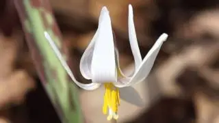 White Trout Lily - Erythronium albidum