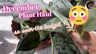 ALL 17 PLANTS THAT I GOT THIS DECEMBER| How much money did I spent?