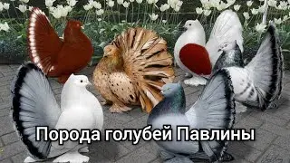 Порода голубей Павлинов