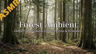 ASMR Forest Ambient – Gentle Nature Sounds for Deep Focus & Relaxation | AEP01