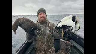 Hunting Eider Ducks and Turrs off the Rugged Coast of Newfoundland!