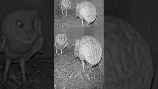 Barn Owl Couple Has a Heated Chat! 🦉💬