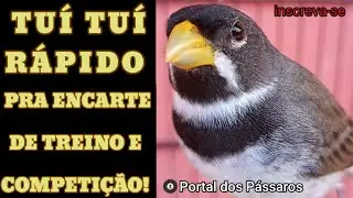 TUÍ TUÍ COLEIRO RÁPIDO pra Encarte de Treino e COMPETIÇÃO 🐦😎 Sound Birds / bird singing in Nature
