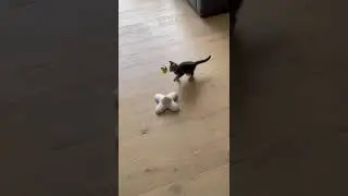 This video will gonna make your day|| cat chasing butterfly