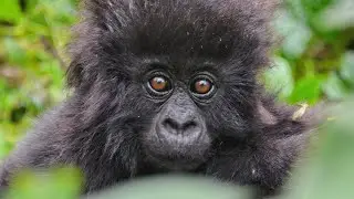 Exploring the World of Baby Gorillas: A Glimpse into their Development and Social Bonds