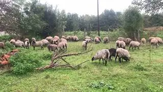 Oktobarska ispa&scaron;a ovaca