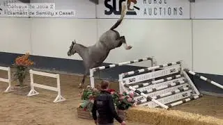 SLF DEC 2025: Delvaux de Jolie Z, gelding, 2022 by Diamant de Semilly