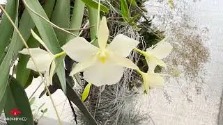 OrchidWeb - Broughtonia sanguinea var. flava