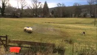 SMART BORDER COLLIE PENNING SHEEP ON HER OWN
