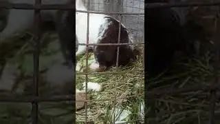 rabbit sex