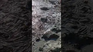 Shing Fish Harvesting After Pond Culture || Amazing Fishing || Fish Catching || Stinging Catfish