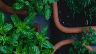 Witchy Garden Plans