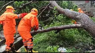 tree fallen during cyclone yaas #ndrf#bsf#india#love#respect#modi#pmmodi