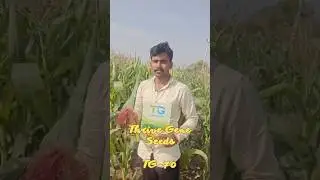Best Hybrid Baby Corn Variety TG-70 | Farmer&rsquo;s Choice | Thrive Gene Seeds  #shorts