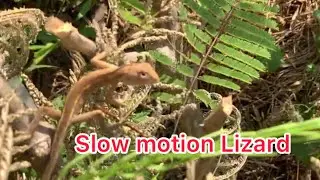 Slow motion of lizard #lizard