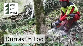 🌲Esche F&auml;llen mit Husqvarna und Makita Schlagschrauber #wildaufwald