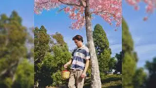 Kaleb Cohen - Cherry Trees (Official Audio)