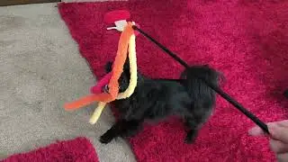 johnny got a cat wand toy 2