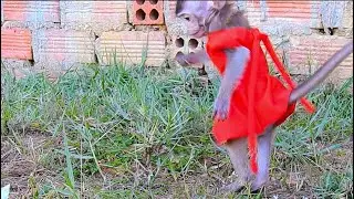 Funny baby monkey LivLiv plays in the Garden