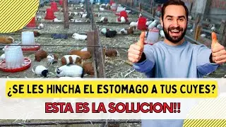 ✅ ¡No más estómagos hinchados! La solución infalible para cuidar la salud de tus cuyes 🐹✅