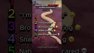 Ranking the funniest snake moments 🐍🤣