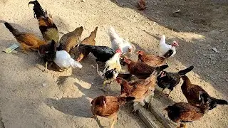 يوميات الدجاج 🐔 الوقت المناسب للتكريك + صورت الحمامات