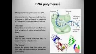 DNA Replication