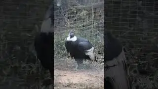 This giant bird from South America is the largest scavenger with a wingspan over 10 feet