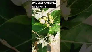 DO YOU KNOW ABOUT POISON CROWN FLOWER? #shorts #venom #flowers