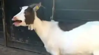 What Sound Does a Goat Make