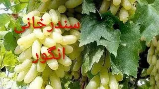 Sunderkhani Grapes سندرخانی انگور
