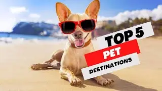 Top 5 Pet Friendly Destinations