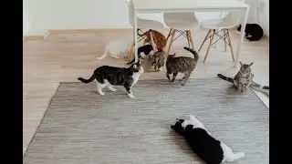 The Fascinating Secrets of Cats: Cool Tricks & Quirky Behaviors Explained!
