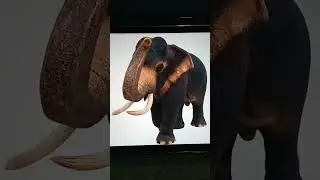 Elephant Cries and Screams Sound Effect