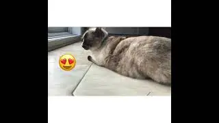 Swirl cat!