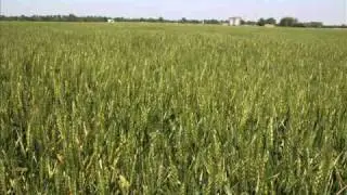 Oklahoma Wheat Crop Update- West Central Oklahoma April 22, 2011