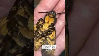 Our deaths head hawk moth didn&rsquo;t live long Acherontia atropos #moths #hawkmoth #deathsheadhawkmoth