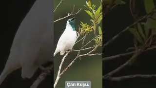 Çan 🔔 kuşu 🐦 #çankuşu #bellbird #birds #nature #animals #shorts