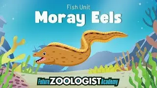 Moray Eels