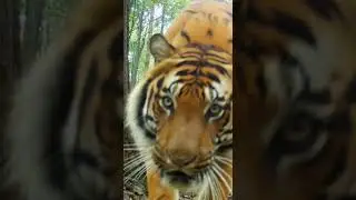 You&rsquo;re Not Ready for the Size of This Tiger!😳 #trailcamera #wildlife #wildlens #tiger
